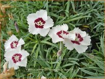 Dianthus gratianopolitanus &#39;Starry Eyes&#39;