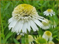 Echinacea purpurea &#39;Delicious Nougat&#39;