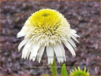 Echinacea purpurea &#39;Delicious Nougat&#39;