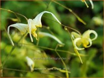 Epimedium &#39;Spine Tingler&#39;