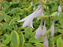 Hosta &#39;Antioch&#39;