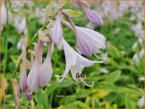 Hosta &#39;Antioch&#39;