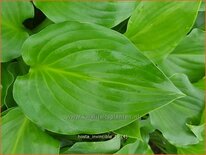 Hosta &#39;Invincible&#39;