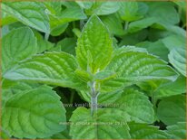 Mentha spicata &#39;Weinminze&#39;