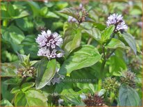 Mentha spicata &#39;Zitronenminze&#39;