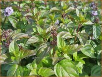 Mentha spicata &#39;Zitronenminze&#39;