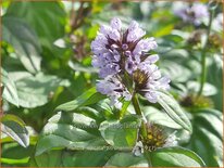 Mentha spicata &#39;Zitronenminze&#39;