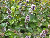 Mentha spicata &#39;Zitronenminze&#39;