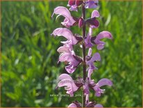 Salvia pratensis &#39;Pretty in Pink&#39;