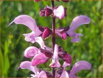 Salvia pratensis &#39;Pretty in Pink&#39;