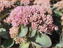 Sedum telephium &#39;Seduction Green-Pink&#39;