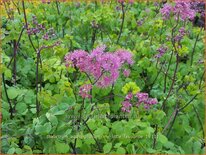 Thalictrum aquilegifolium &#39;My Little Favourite&#39;