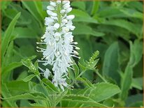 Veronica longifolia 'Alba'