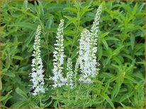 Veronica longifolia 'Alba'