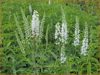 Veronica longifolia 'Alba'