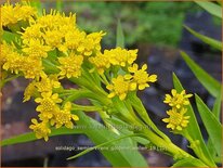 Solidago sempervirens &#39;Goldene Wellen&#39;