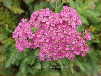 Achillea millefolium &#39;New Vintage Rose&#39;