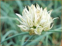 Allium schoenoprasum &#39;Elbe&#39;