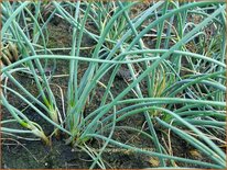 Allium schoenoprasum &#39;Elbe&#39;