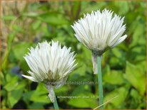 Allium schoenoprasum &#39;Elbe&#39;