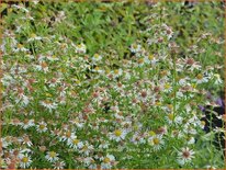 Aster ericoides &#39;Weisser Zwerg&#39;