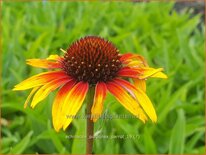 Echinacea purpurea &#39;Parrot&#39;