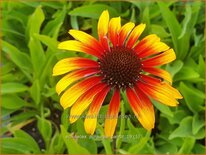 Echinacea purpurea &#39;Parrot&#39;