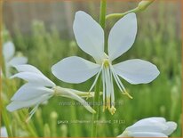 Gaura lindheimeri &#39;Snowbird&#39;