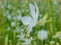 Gaura lindheimeri &#39;Snowbird&#39;