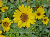 Helianthus decapetalus &#39;Suncatcher Pure Gold&#39;