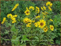 Helianthus decapetalus &#39;Suncatcher Pure Gold&#39;