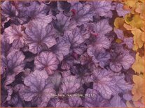 Heuchera 'Rex Purple'