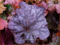 Heuchera 'Rex Purple'