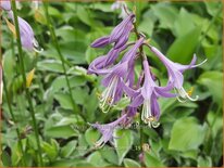 Hosta &#39;Allan P. McConnell&#39;