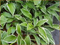 Hosta &#39;Allan P. McConnell&#39;