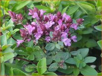 Origanum laevigatum &#39;Purple Charm&#39;