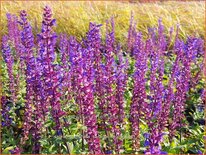 Salvia nemorosa &#39;Caradonna Compact&#39;