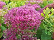 Sedum spectabile &#39;Meteor&#39;