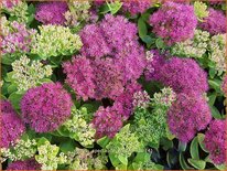 Sedum spectabile &#39;Meteor&#39;