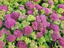 Sedum spectabile &#39;Meteor&#39;