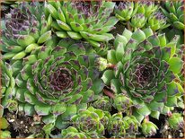 Sempervivum &#39;Black Top&#39;