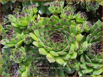 Sempervivum &#39;Black Top&#39;