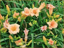 Hemerocallis &#39;Mini Pearl&#39;