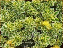 Sedum takesimense 'Atlantis'