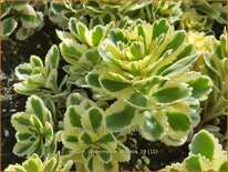 Sedum takesimense 'Atlantis'