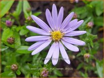 Aster cordifolius &#39;Blue Heaven&#39;