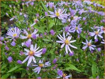 Aster cordifolius &#39;Blue Heaven&#39;