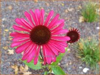 Echinacea purpurea &#39;JS Stiletto&#39;