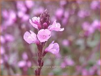 Verbena officinalis &#39;Bampton&#39;