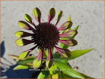 Echinacea purpurea &#39;Choco Green&#39;